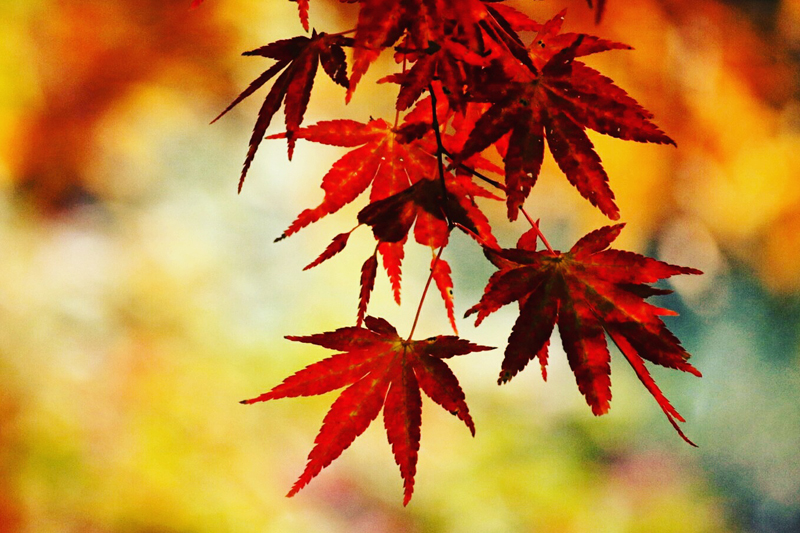 img4　うたって笑お！（広見）　広見地区センター（ゆとりピア）